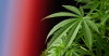 Does the NYPD Test for Weed? The Definitive Answer for Applicants